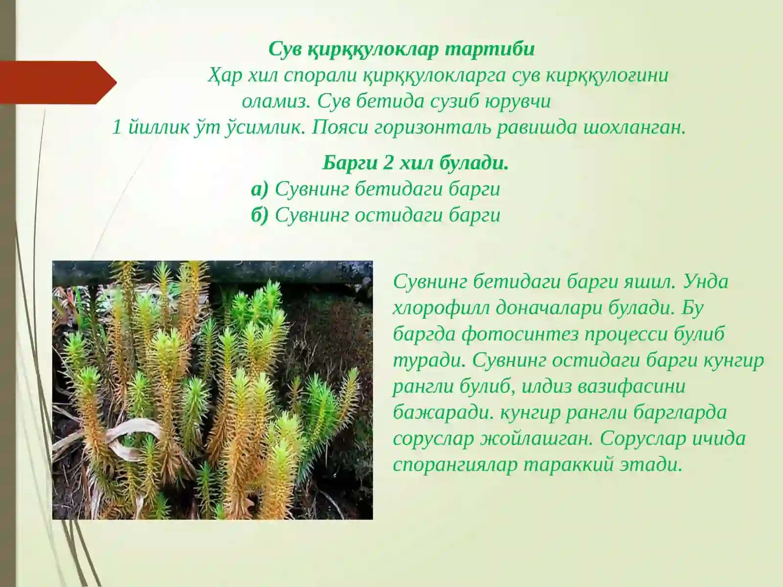Қирққулоксимонлилар. Юксак ўсимликлар эволюцияси. Очик уруғлилар 3