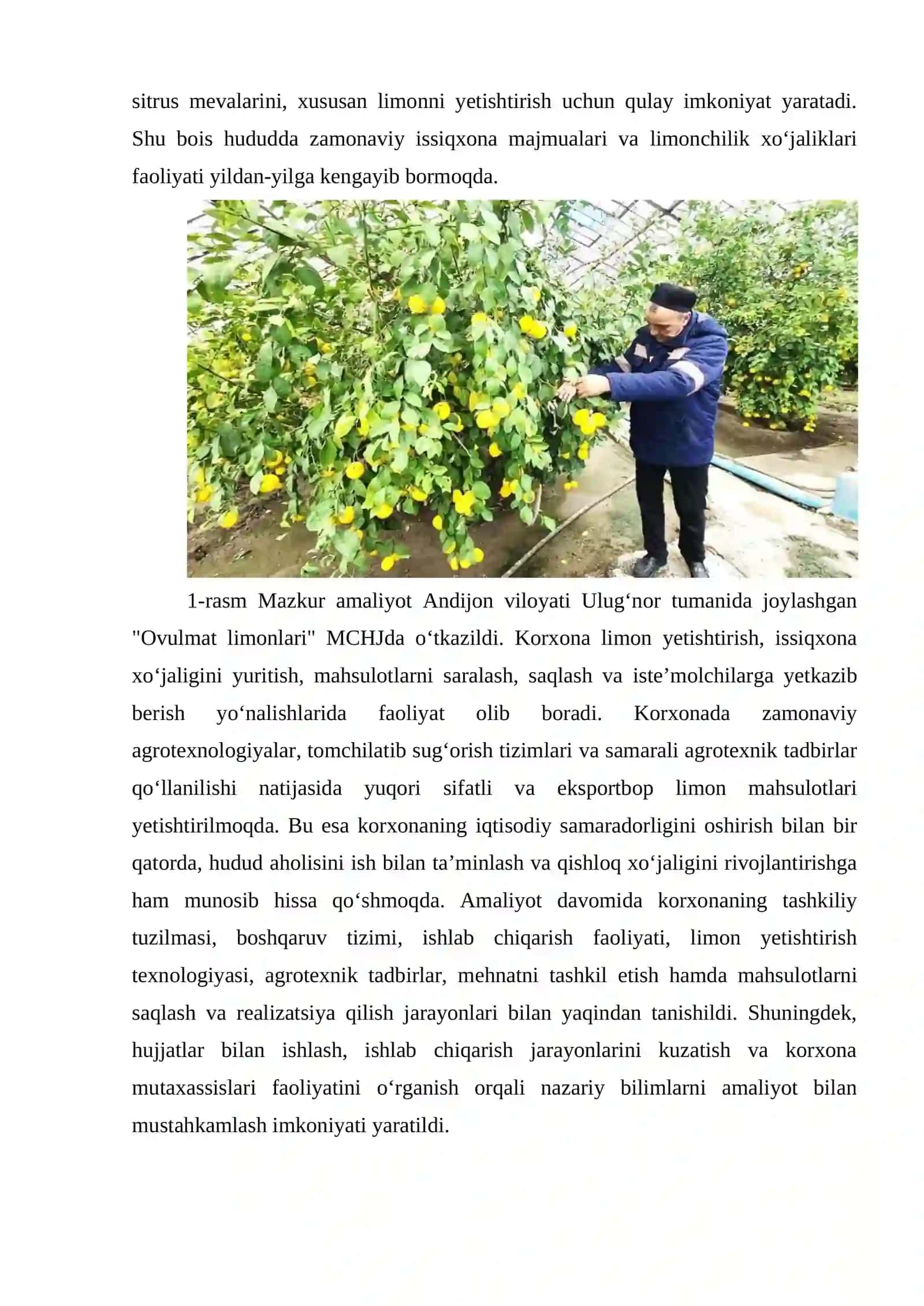 ANDIJON VILOYATI ULUGNOR TUMANI OVULMAT LIMONLARI 3