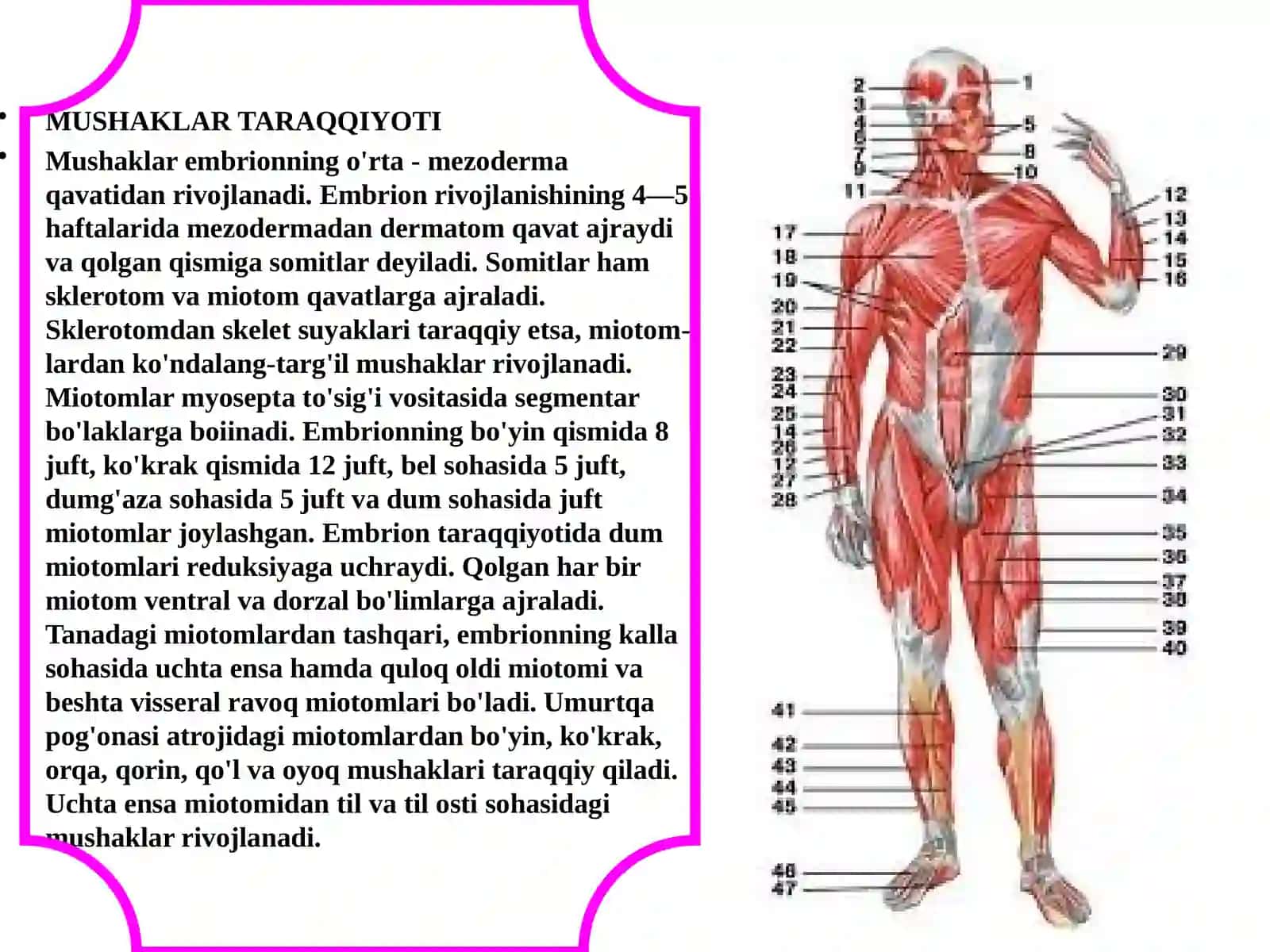 SILLIQ VA KO’NDALANGMUSKULLAR 3