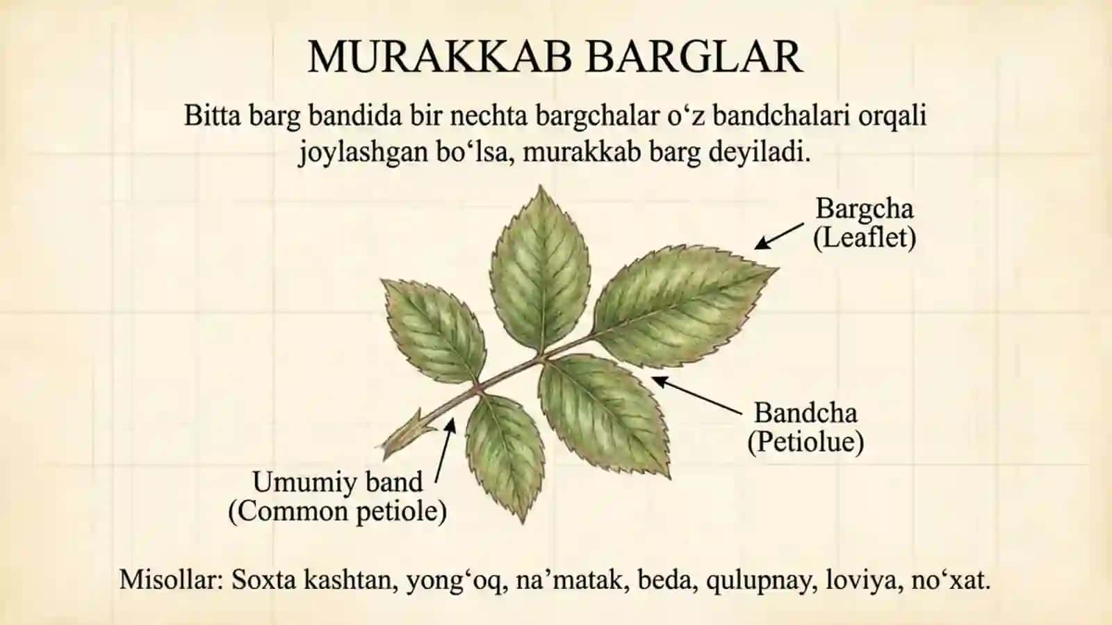 Oddiy va murakkab barglar 3