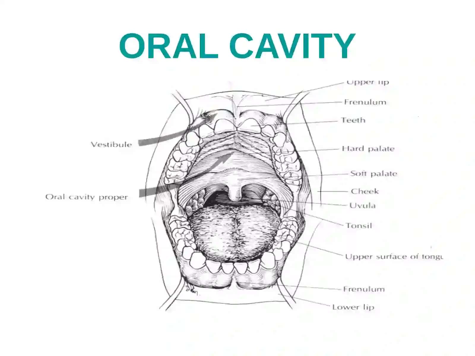 Oral Cavity 3