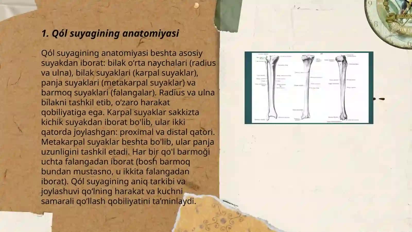 Qól suyagi 3