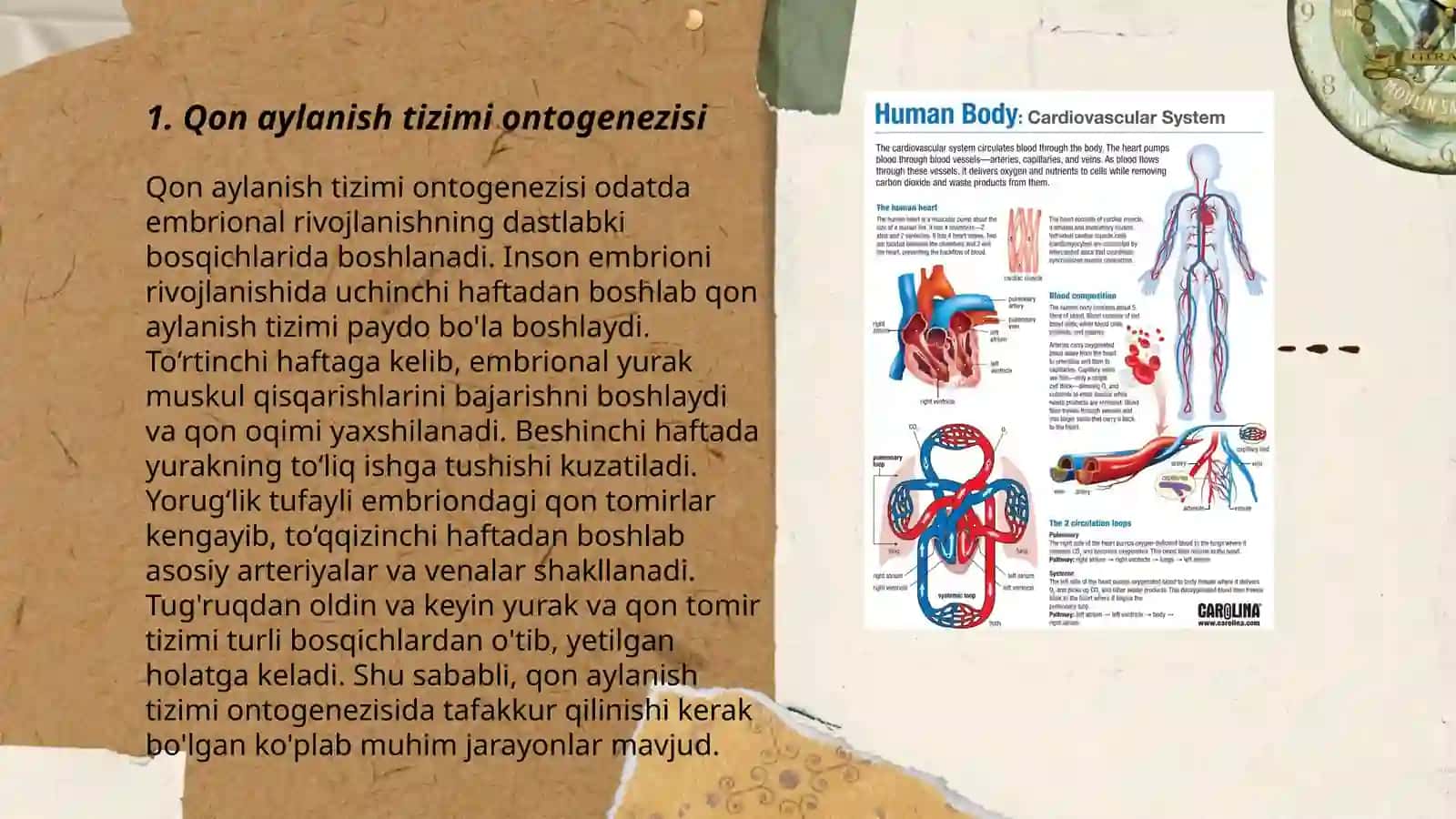 Organlar sistemasi onto-filogenezi 3