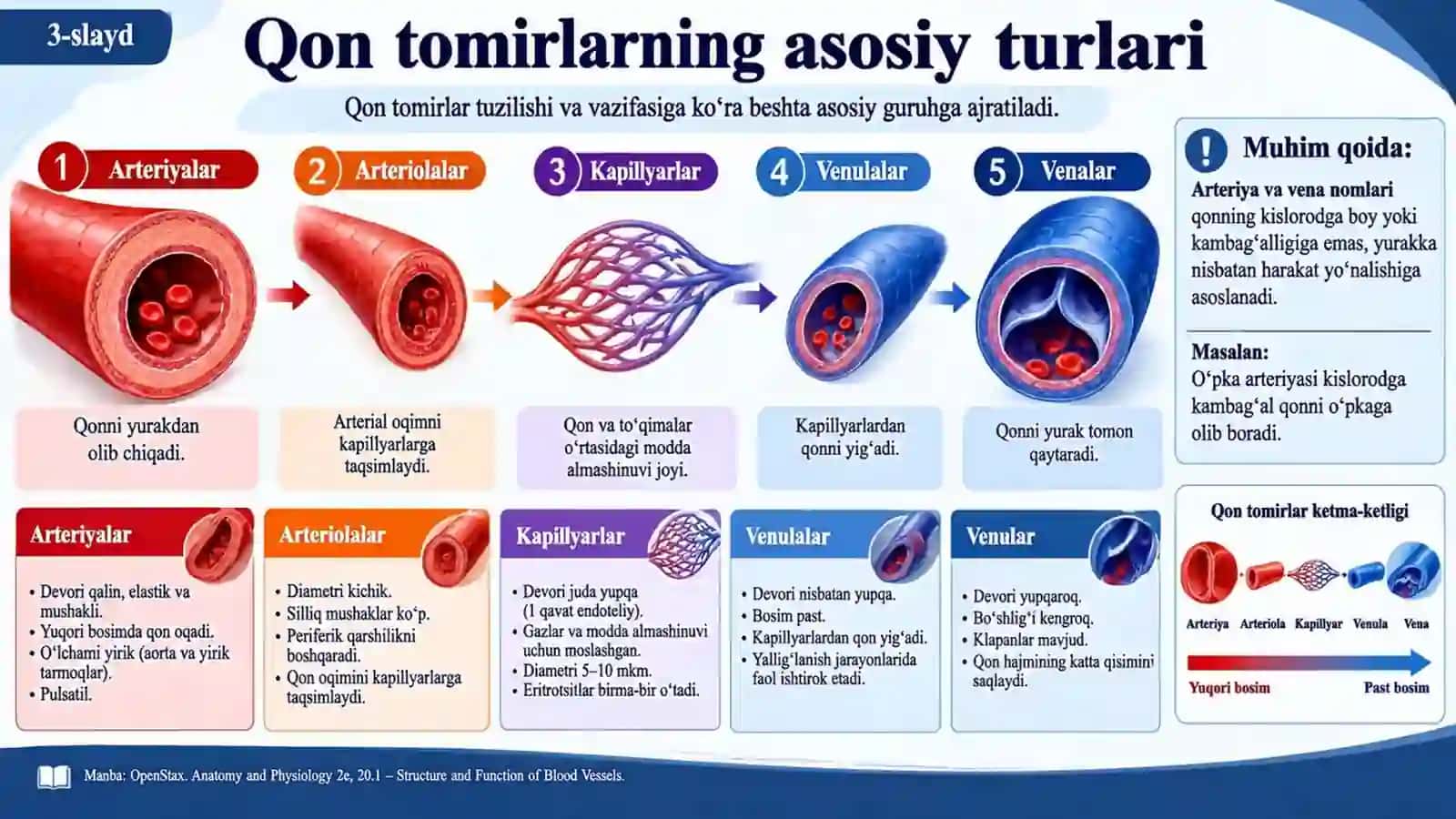 QON TOMIRLAR ANATOMIYASI — 15 TA PROFESSIONAL SLAYD 3