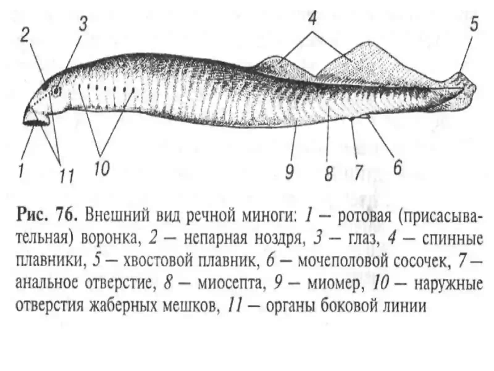 Тo’garak og’izlilar va tog`aylibaliqlar (Chondrichthyes) sinflari 3