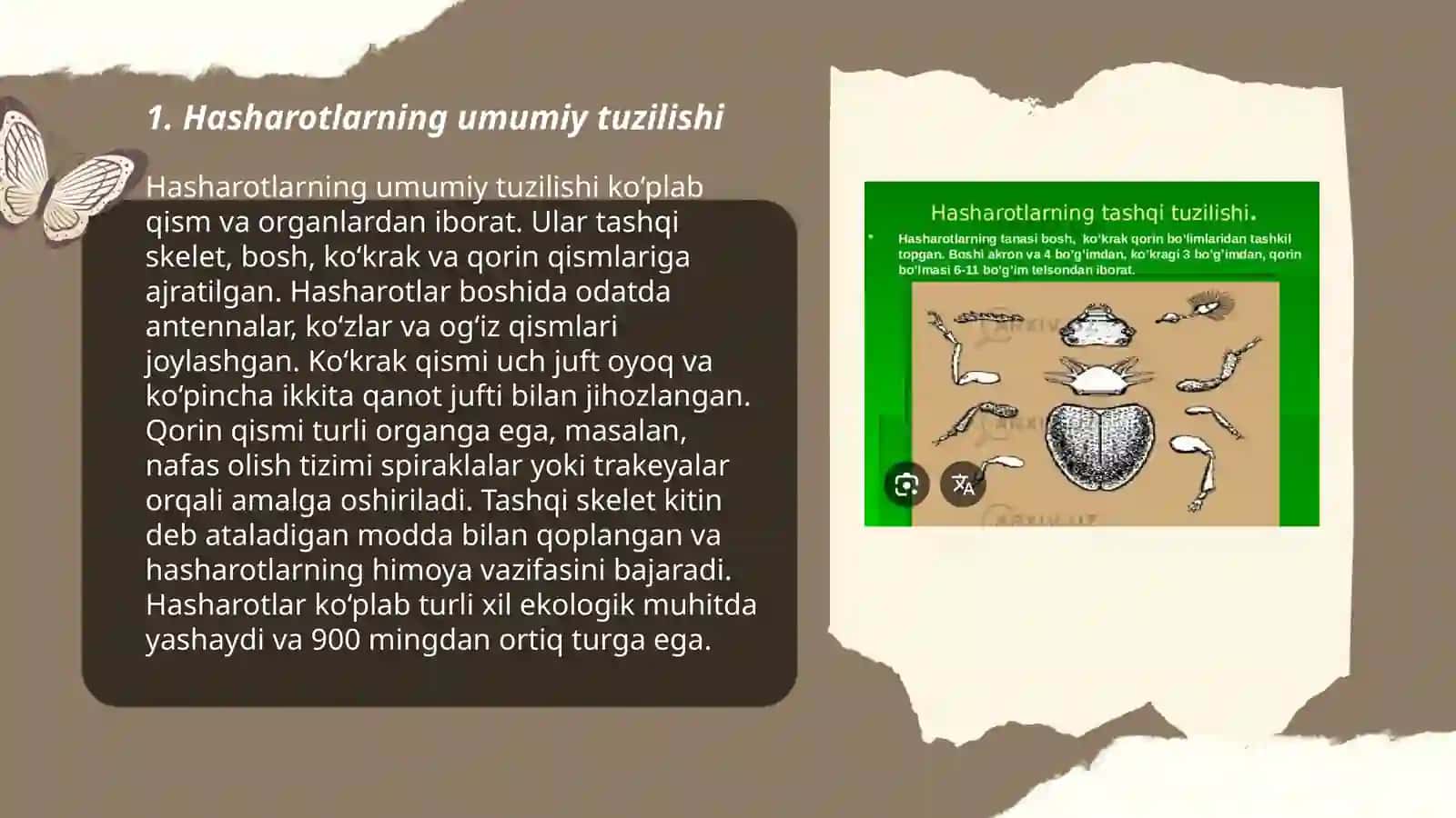 Hasharotlar marfologiyasi anotomiyasi va biologiyasini o'rganish 3