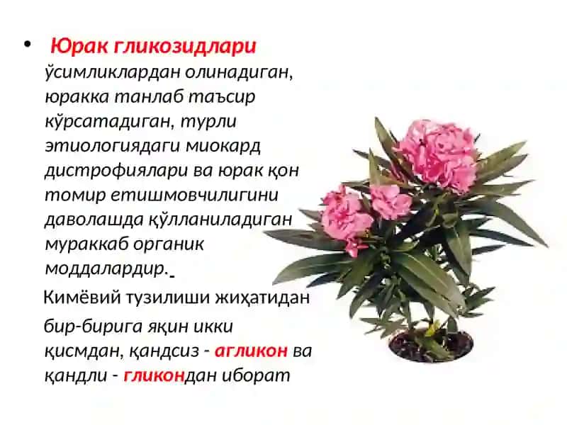 Yurak qon tomir tizimiga ta‘sir qiluvchi dori vositalari 3