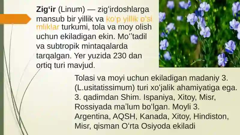 Zigʻir 3