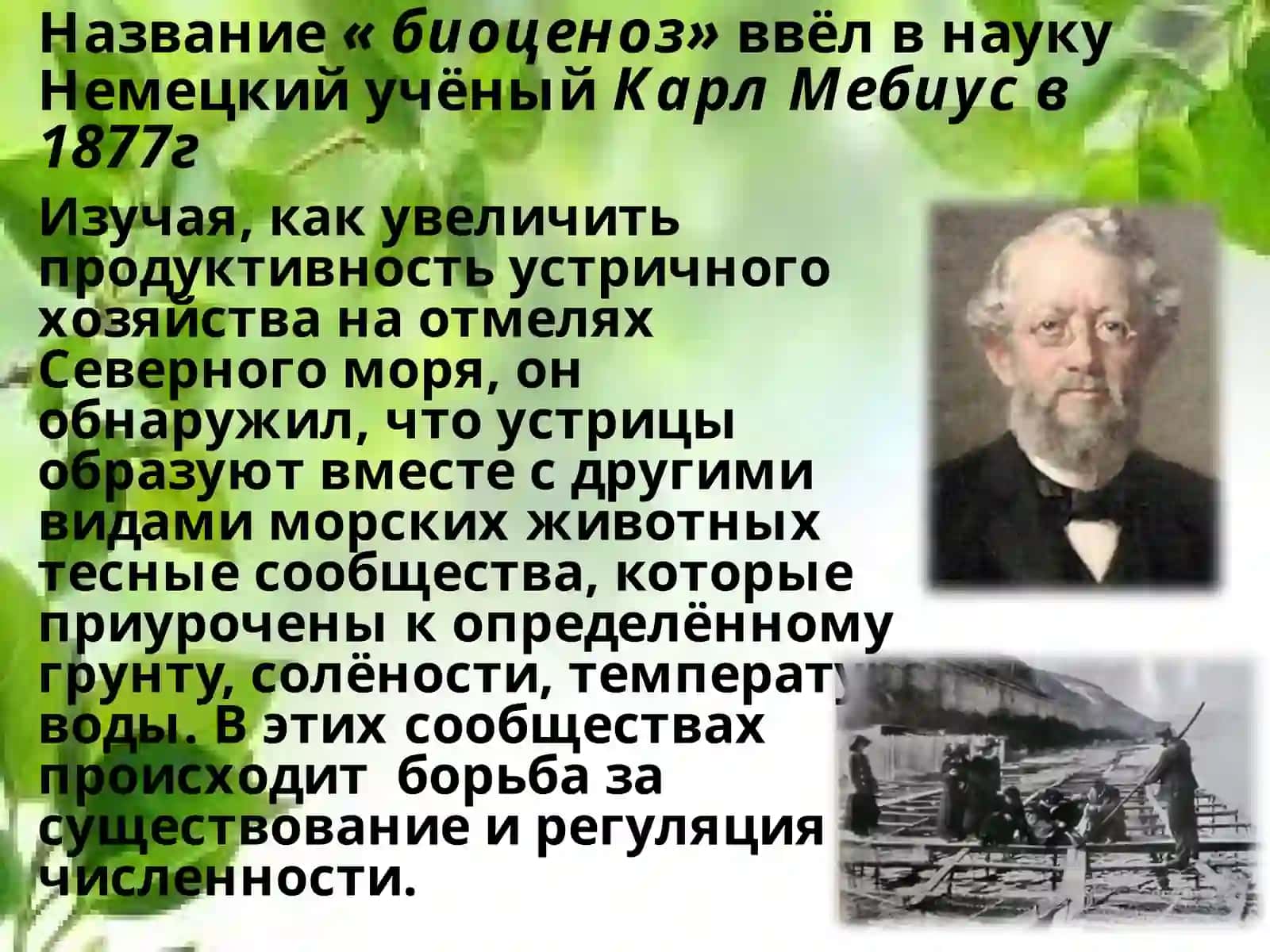 Понятие о биоценозе, биогеоценозе и экосистеме 3