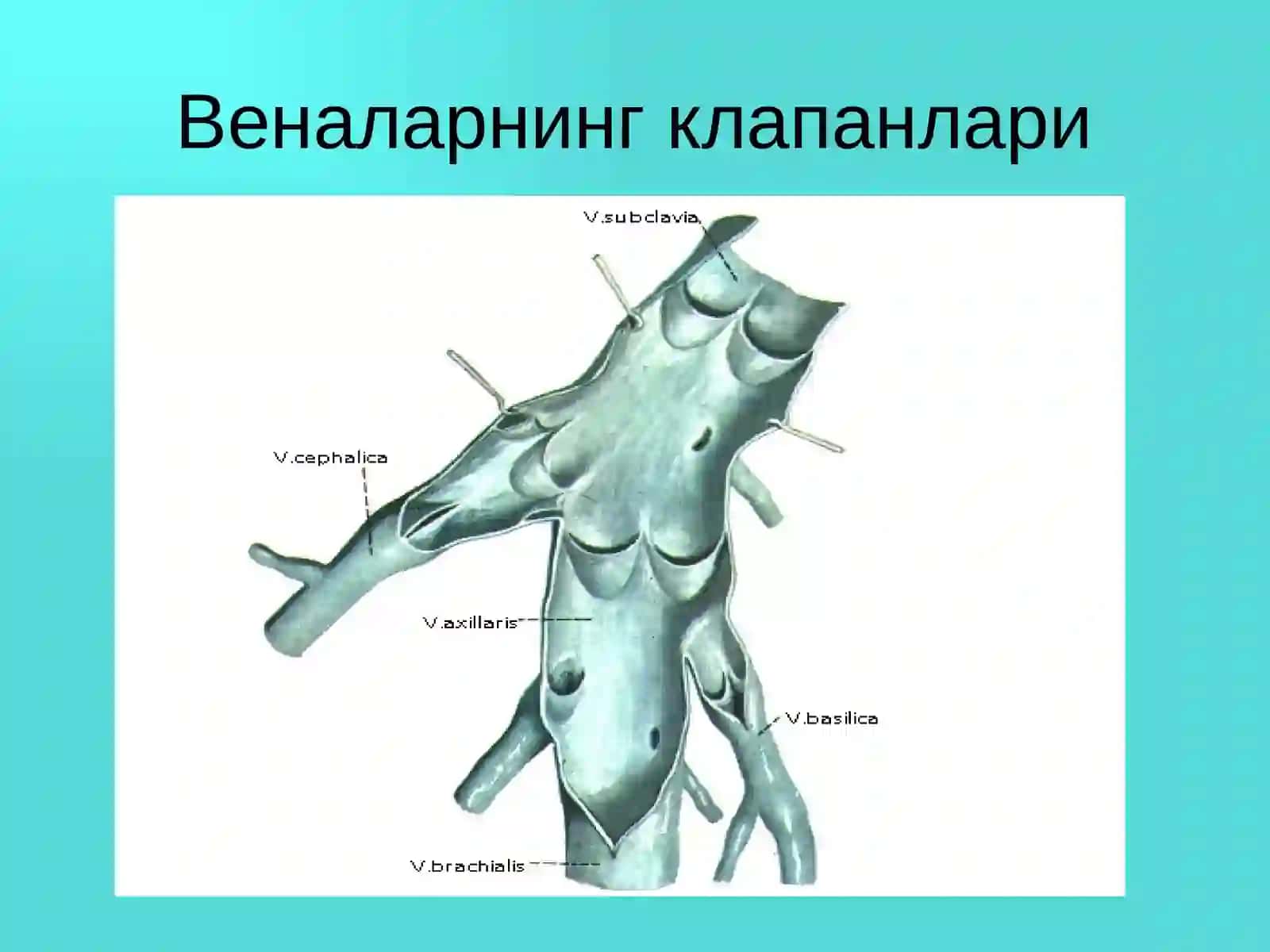 Оёқ веналарининг варикоз касаллиги 3