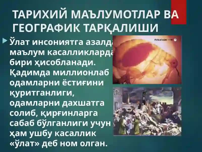 Ўлат 3