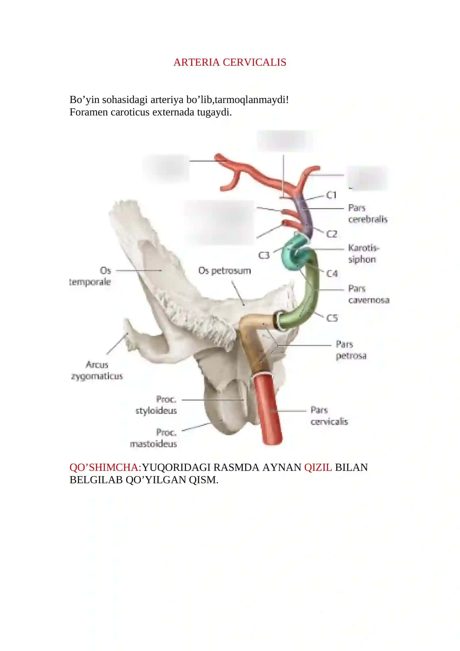 Ichki uyqu arteriyasi 3