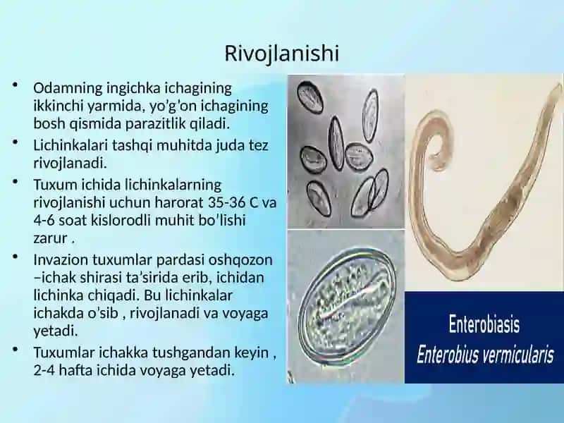 OSTRITSA-ENTEROBIUS VERMICULARIS 3