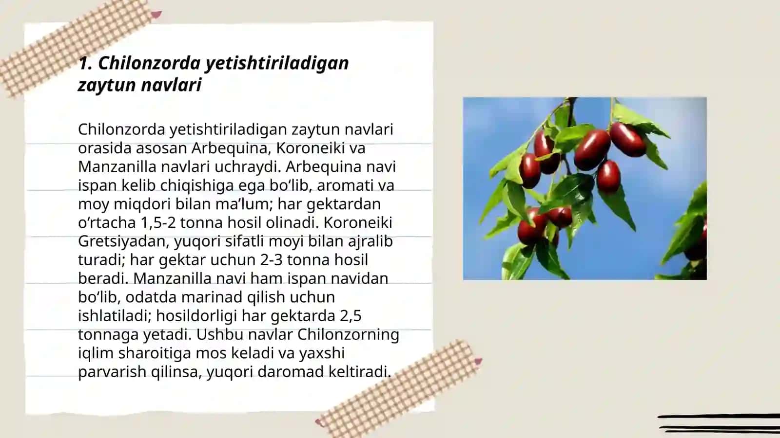 Chilonjiyda va Zaytunning asosiy standart navlarini tavsifi 3