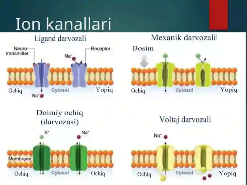 Harakat potensiali 3