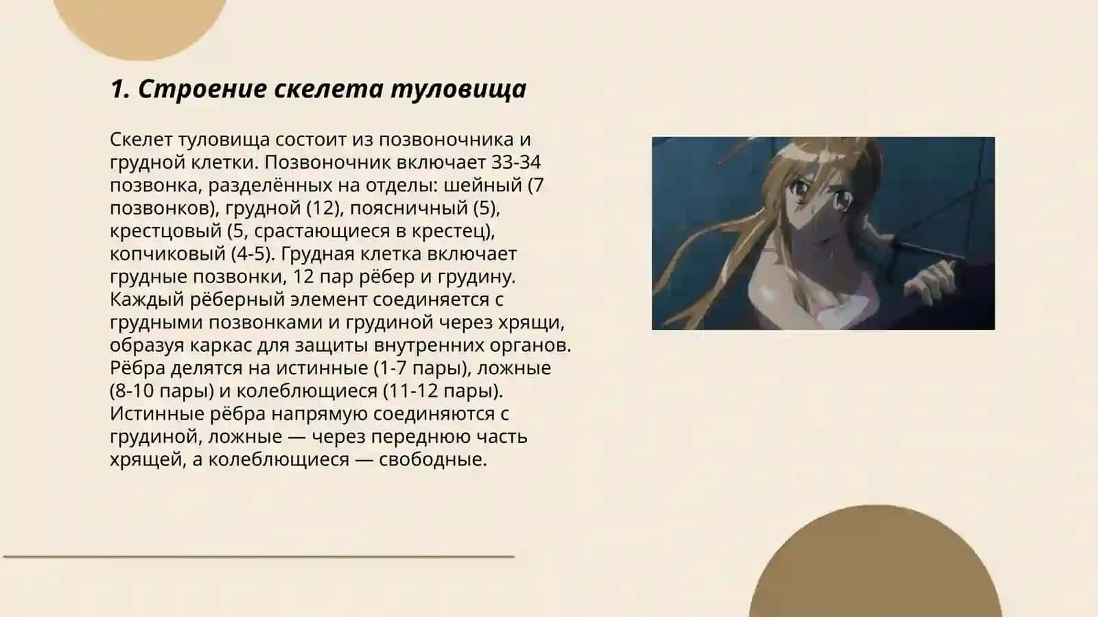 Скелет туловища 3