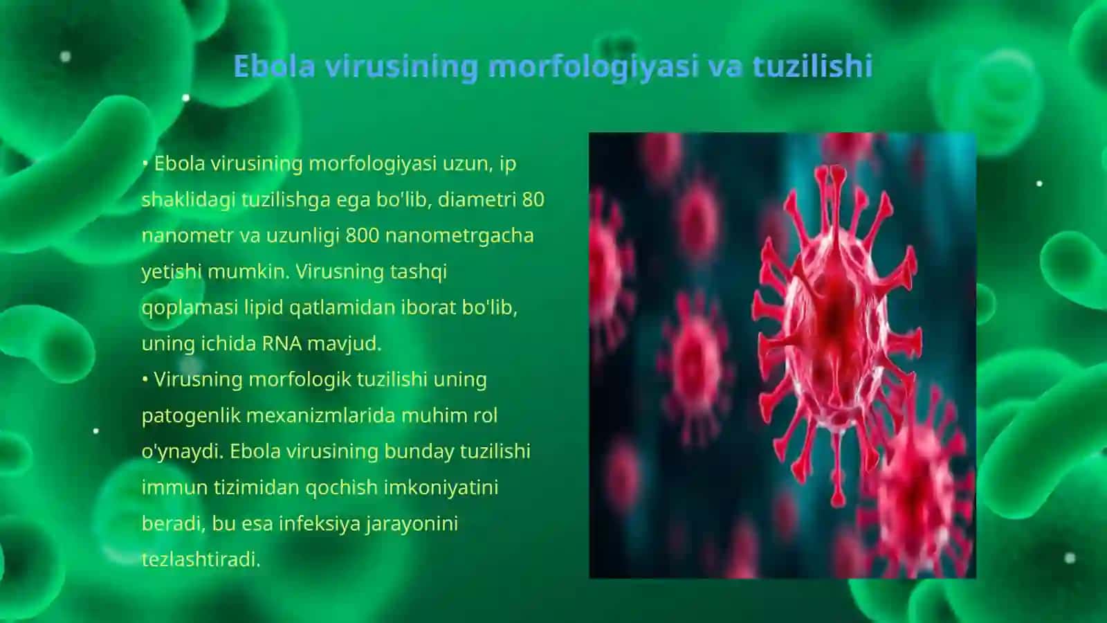 Ebola, Kassa, Sila viruslarining morfologiyasi va odamda patogenezi 3
