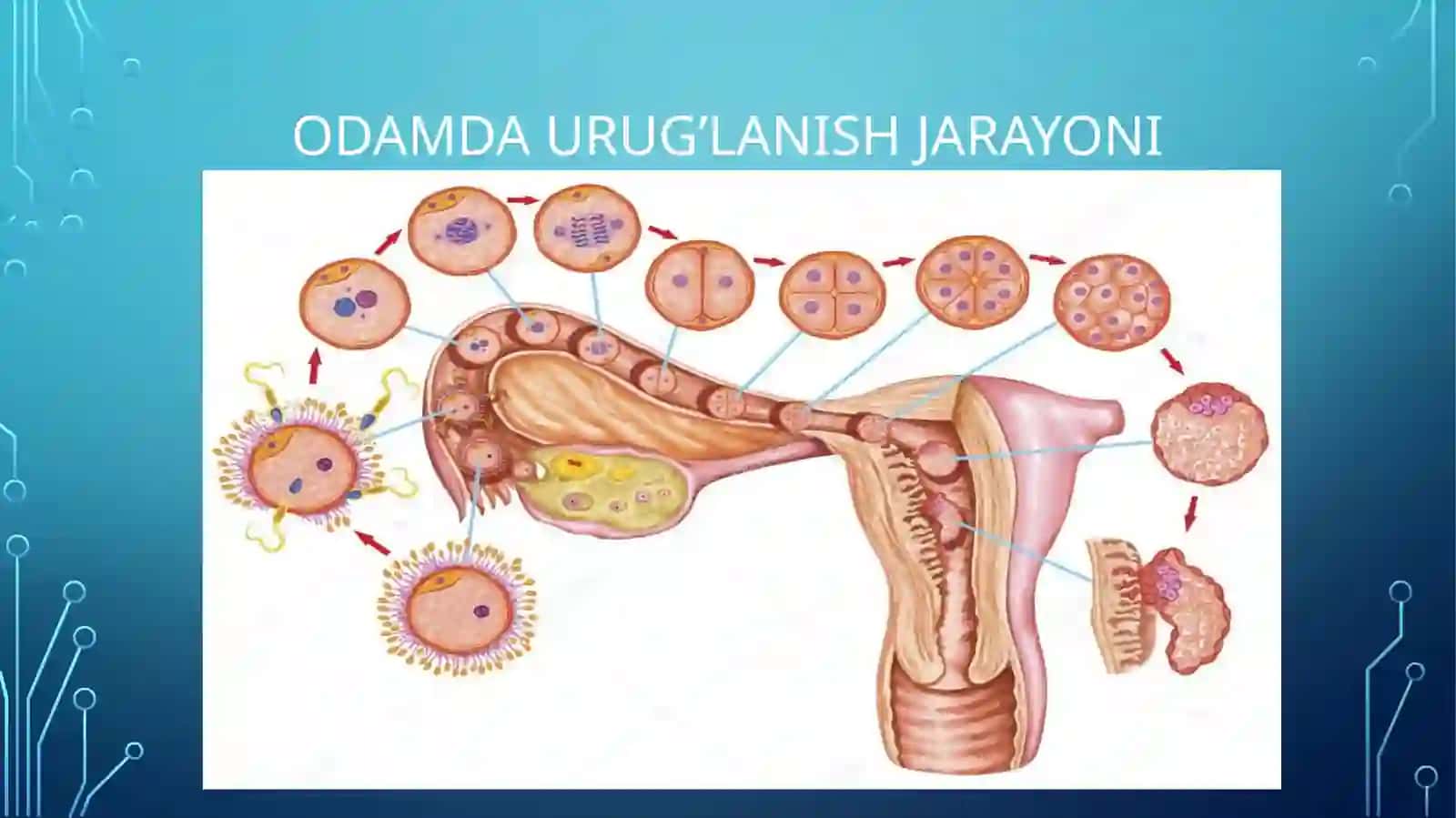 URUG‘LANISH VA MAYDALANISH 3