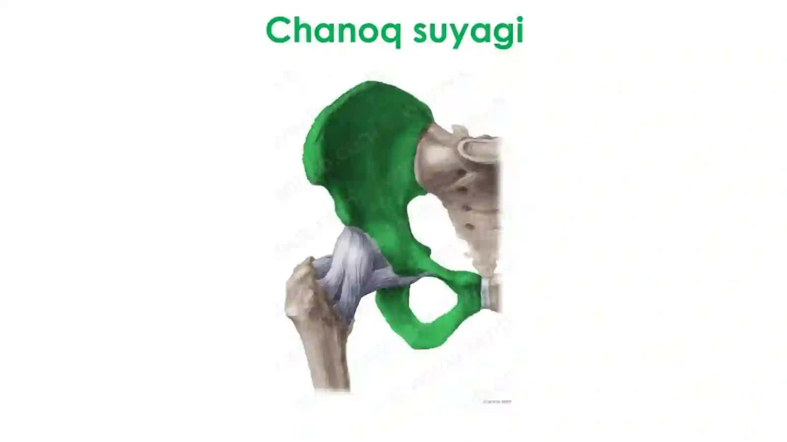 oyoq suyaklari 3