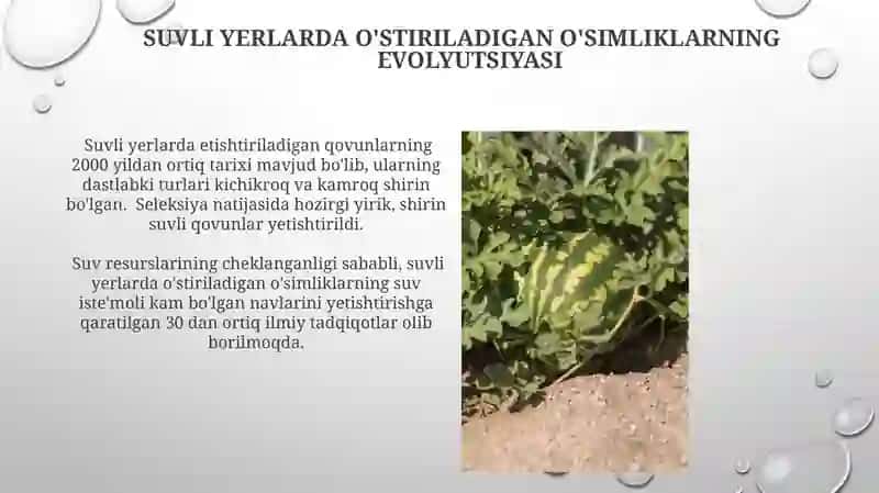 Sugʻoriladigan yerlarda tarvuzni oʻtmishdoshlariga munosabati 3