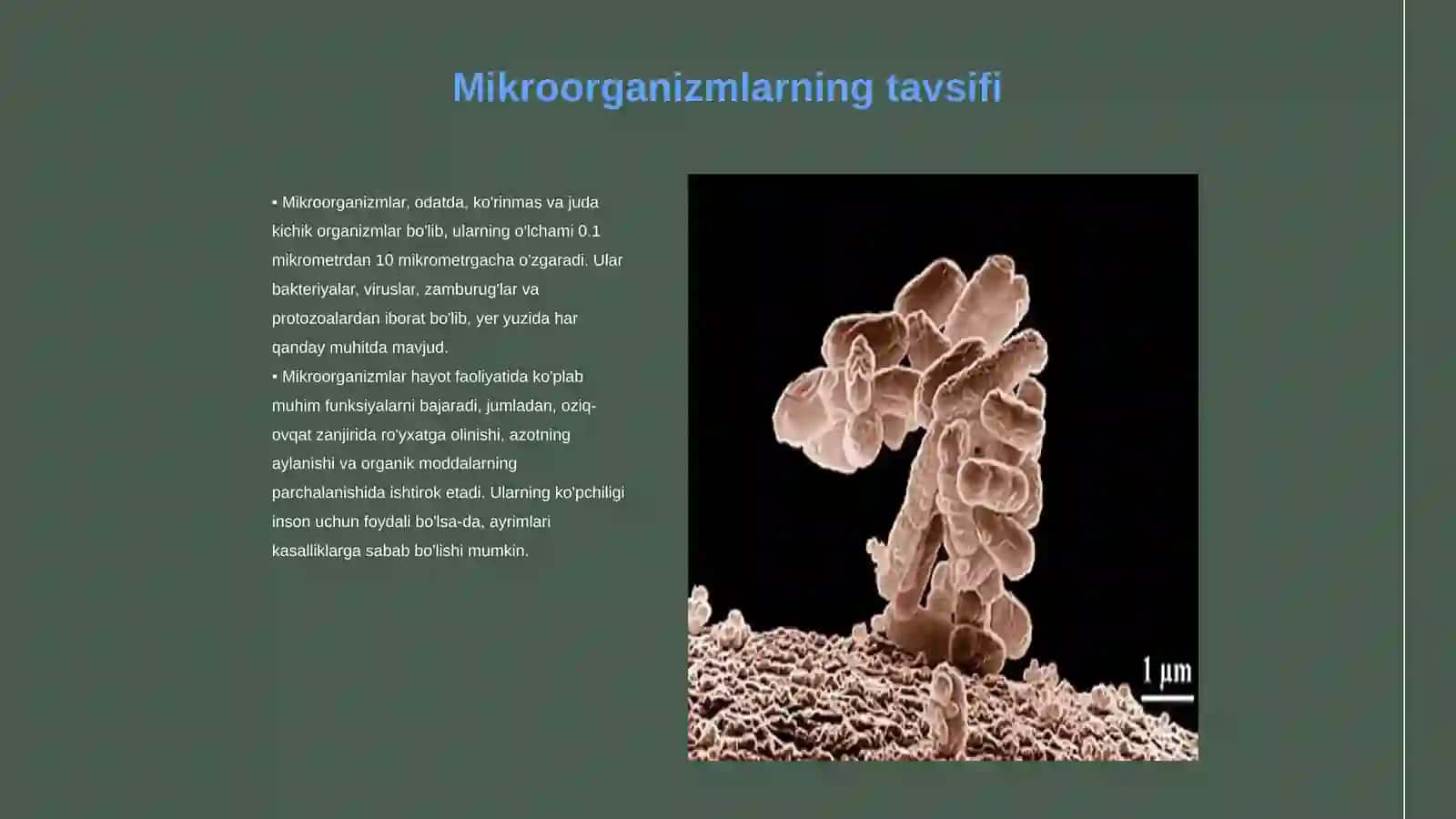 Mikroorganizmlarning hayot faoliyatida ishlab chiqaradigan mahsulotlari 3
