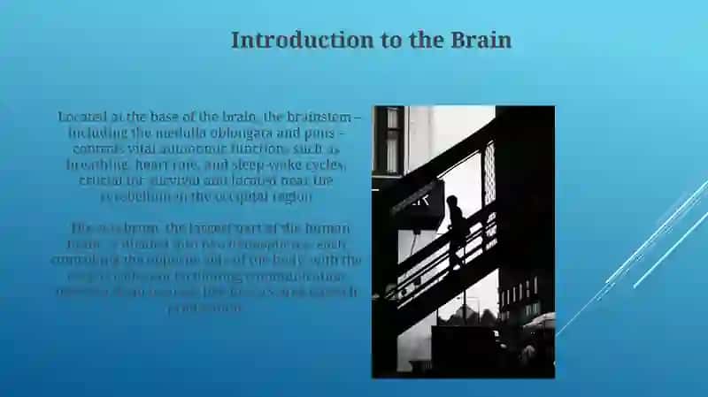 Brain structure and diseases 3