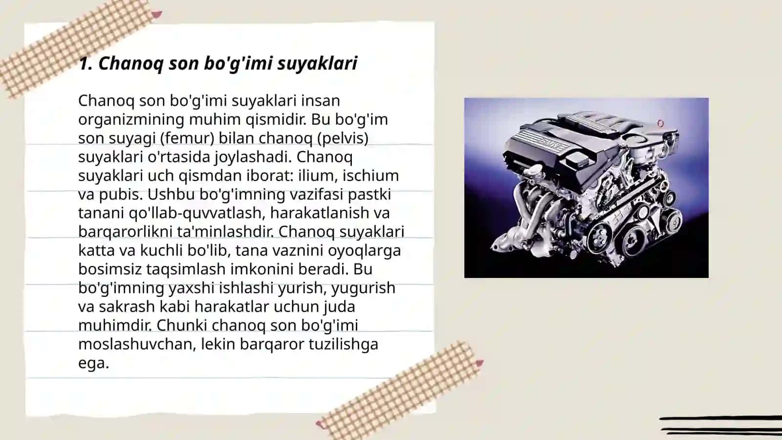Chanoq son bo'g'imi anatomiya 3