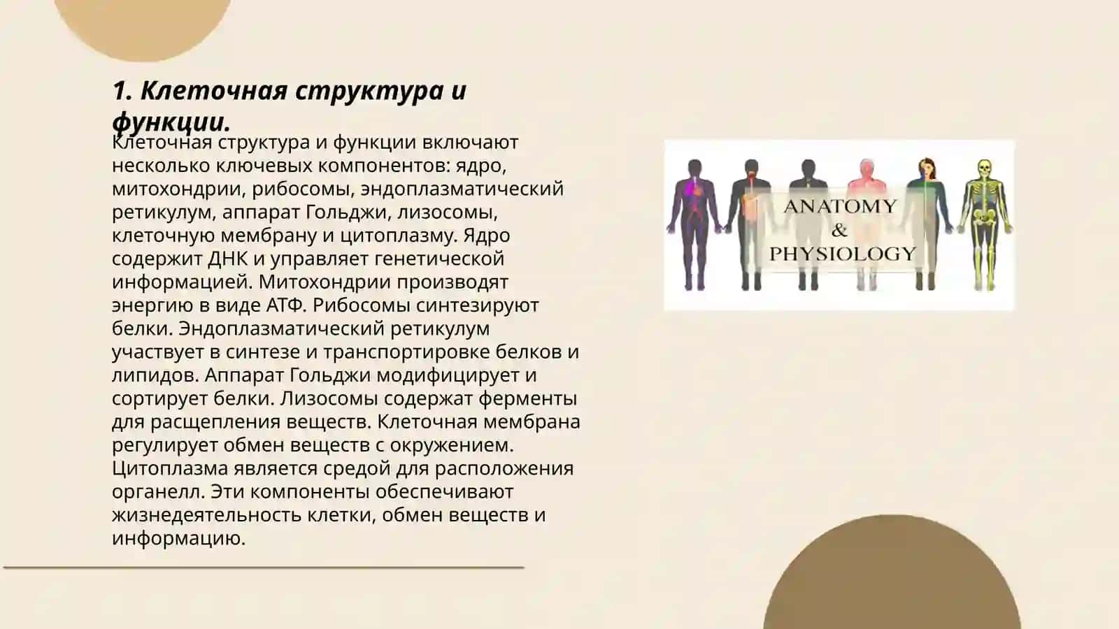 Анатомия и физиология человека 3