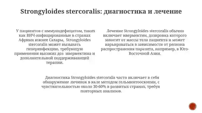 Круглые Черви (Nematoda) Strongyloides stercoralis 3