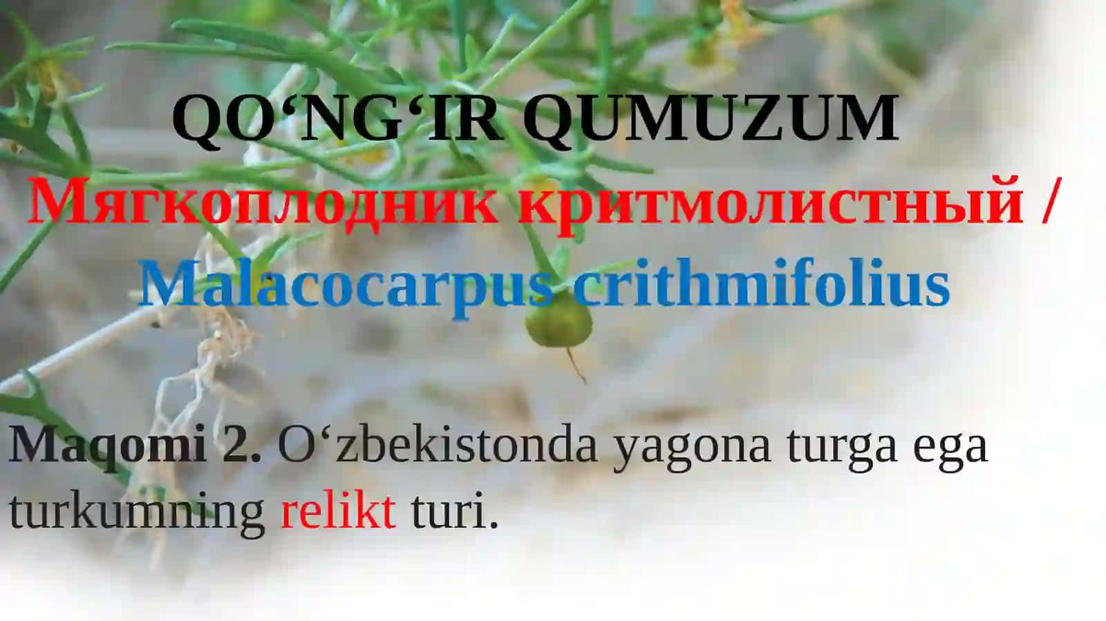 Мягкоплодник критмолистный/Malacocarpus crithmifolius 3