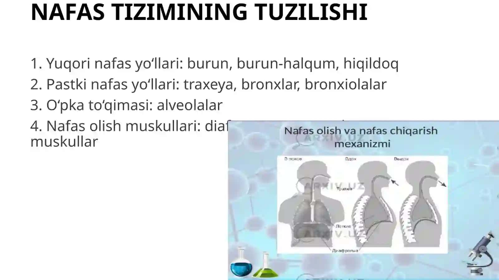 Bolalarda nafas tizimi anatomo-fiziologik xususiyatlari 3