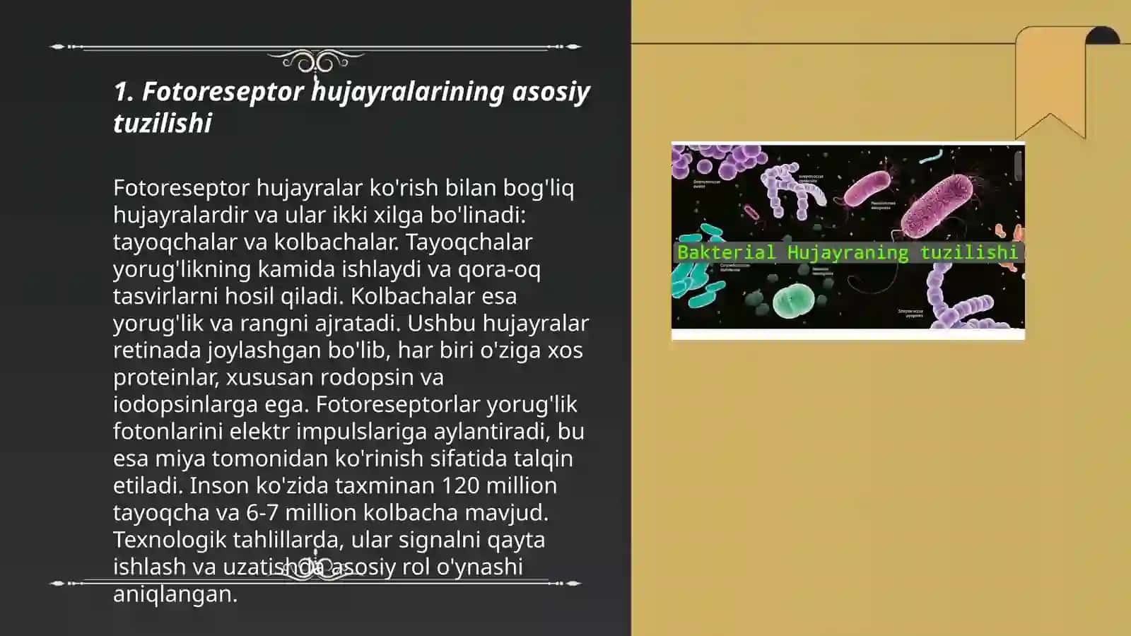 Fotoretseptor hujayralarining ultrastrukturasi va gistofiziologiyasi 3