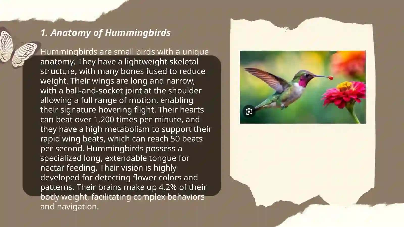 Hummingbirds 3