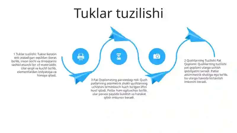 Tuklar anatomiyasi 3