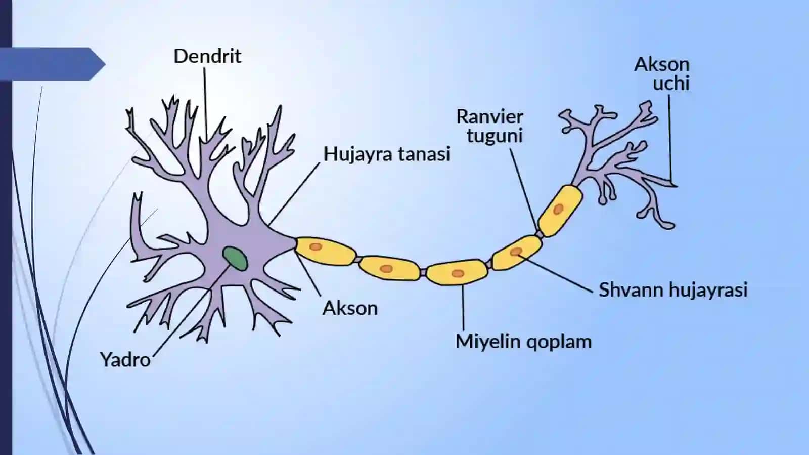 Nervsistemasi 3