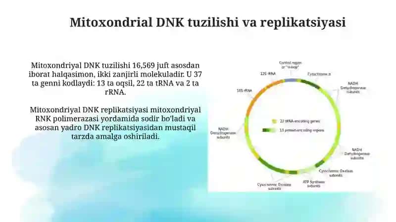 Mitoxondrial DNK Tuzilishi va Mitoxondriyal Kasalliklar 3
