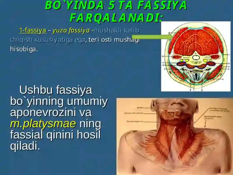BO`YIN SOHASINING CHEGARALARI 3
