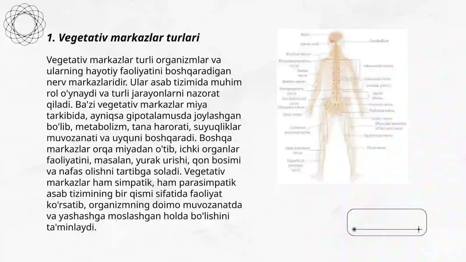 Vegetativ oliy markazlar va ularning funksional ahamiyati 3