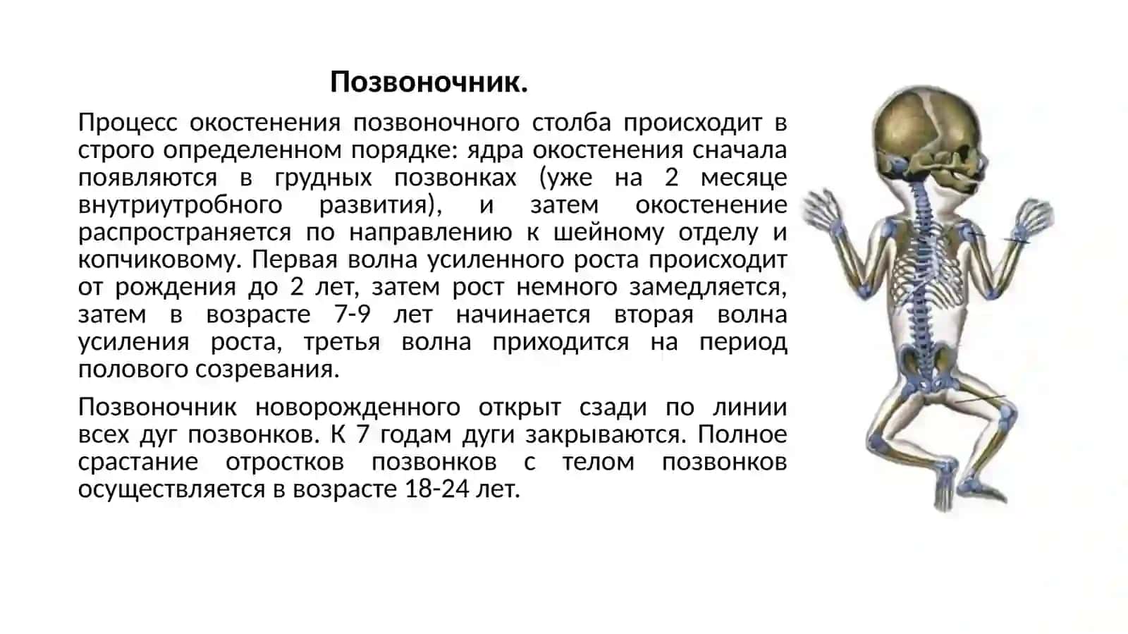 Возрастные особенности опорно-двигательной системы 3