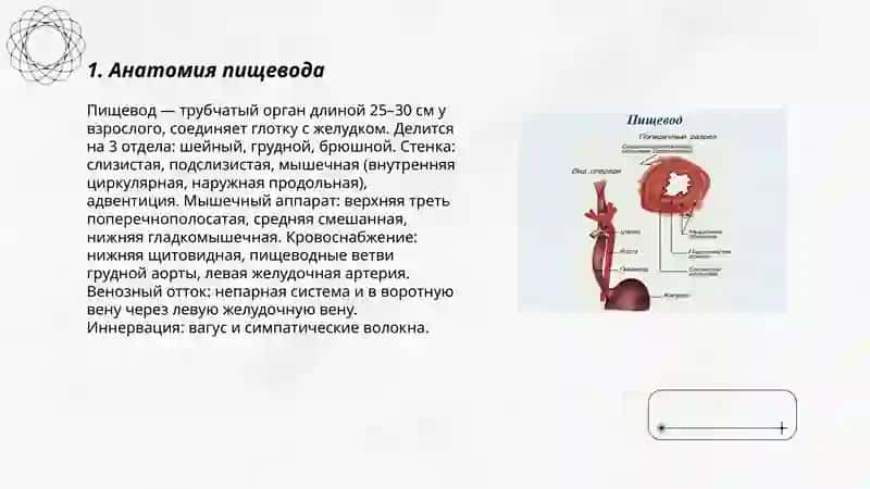 Пищевод 3