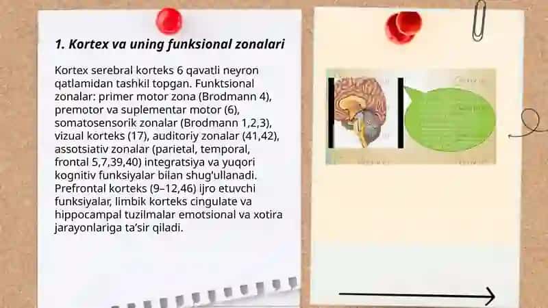 oliy nerv fiziologiyasi Usmonova Odinaxon 3