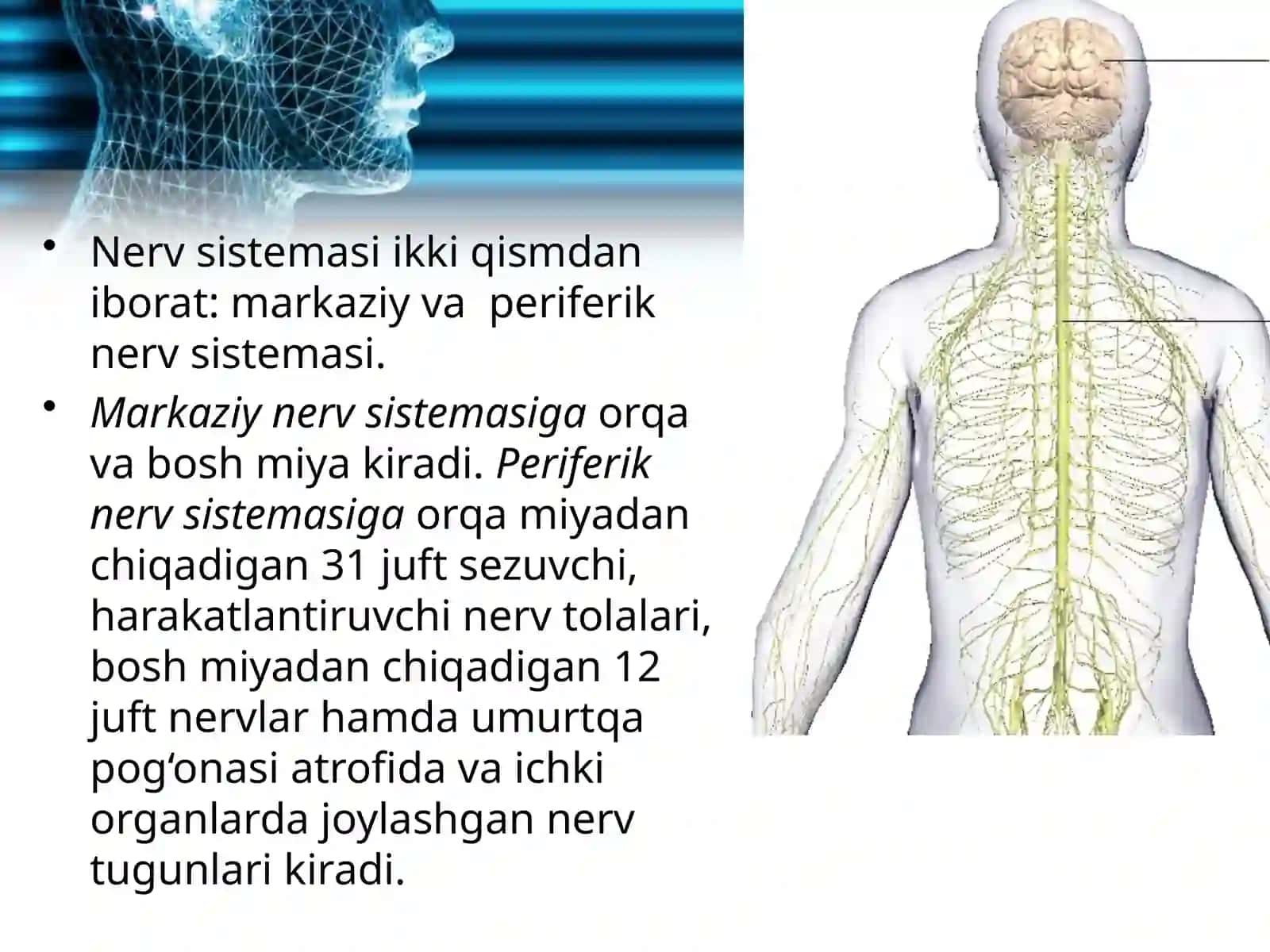 Nervsistemasining ahamiyati va tuzilishi 3