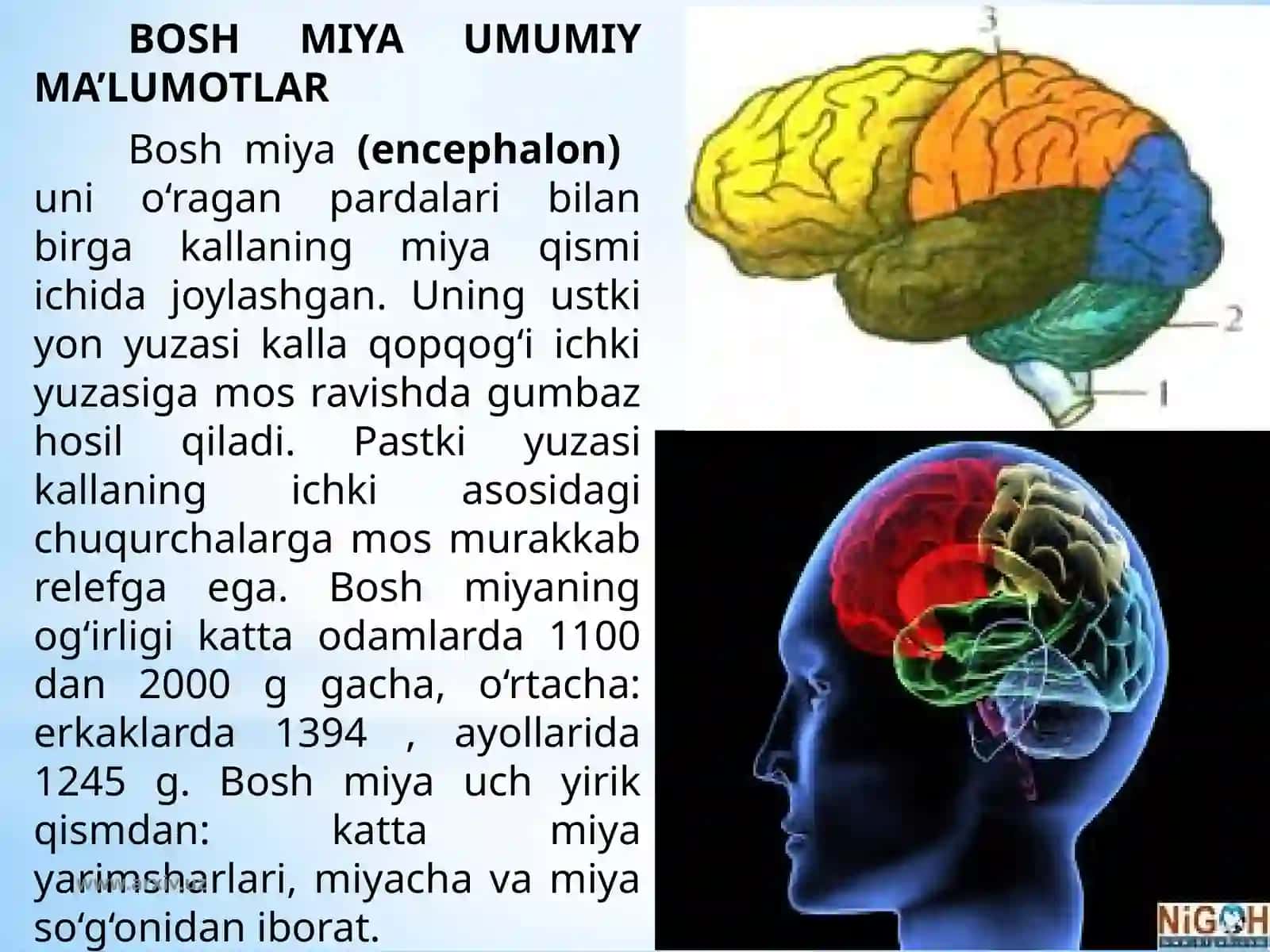 Boshmiya katta yarimsharlarining tuzilishi va fiziologiyasi 3