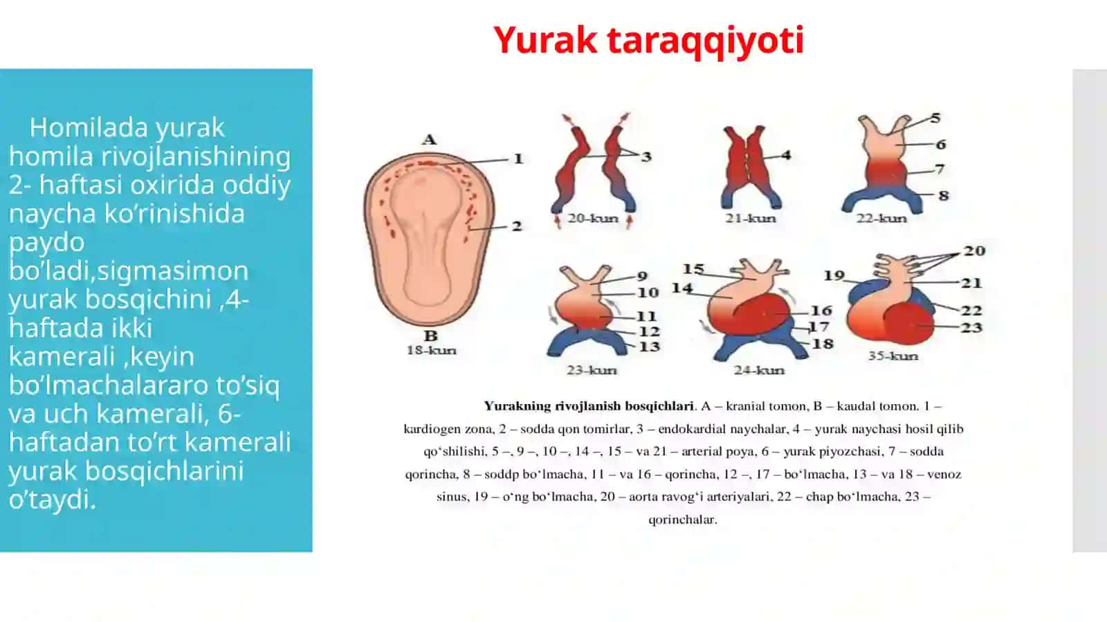 Bola rivojlanishida yurak hajmini o’zgarishi, yurak bo’shlig’i kengligi bilan qon tomirlar nisbati, ularning gemodinamik ko’rsatgichlarning ahamiyati 3