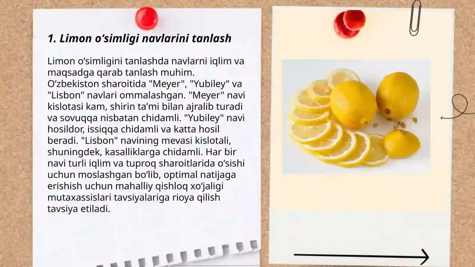 Limon oʻsimligini parvarishlash 3