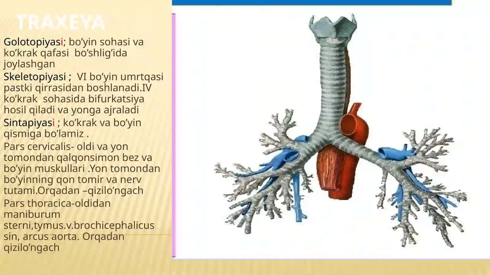 Nafas olish tizimi anatomiyasi 3