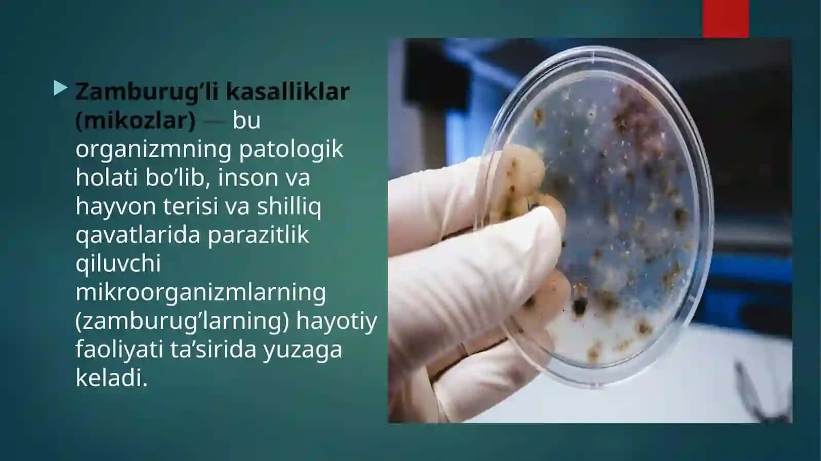 Zamburug’likassaliklarningqo’zg’atuvchilari,Patogenezi,labaratoriyatashxisi 3