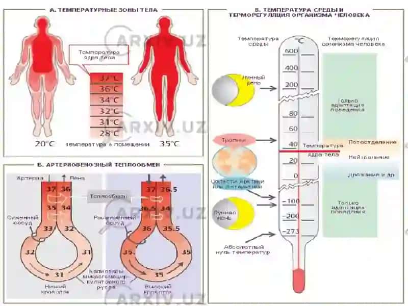 Issiqlik almashinuvi fiziologiyasi 3
