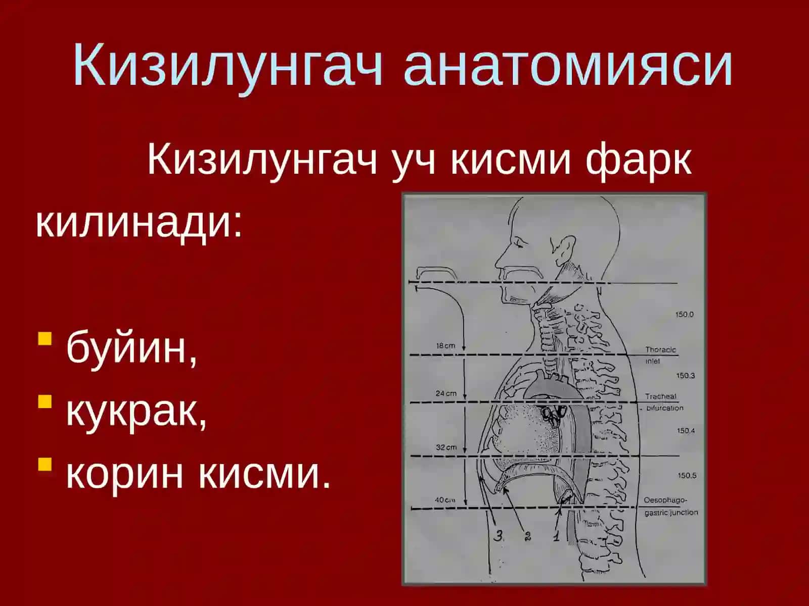 Кизилунгач саратони 3