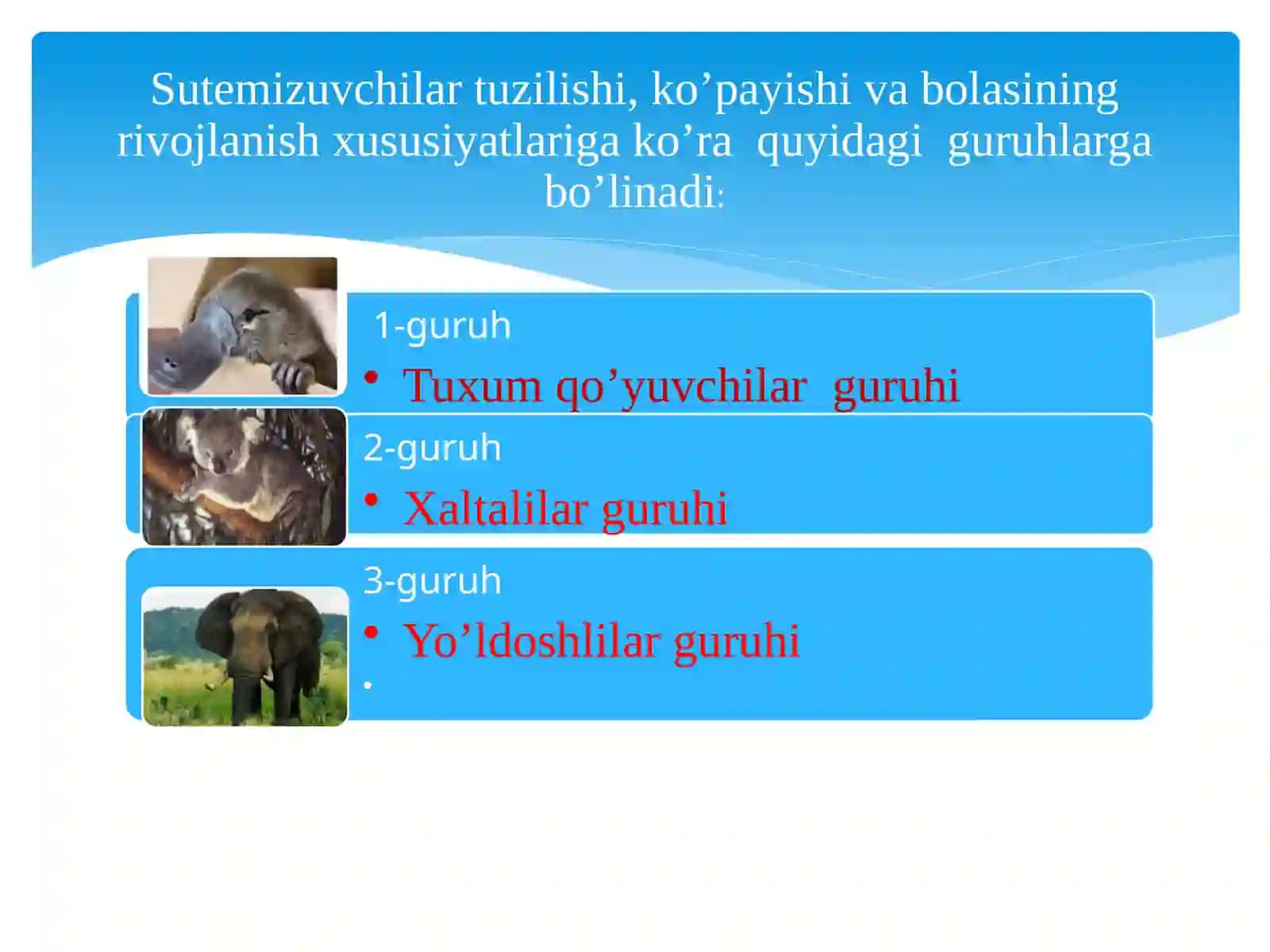 Sutemizuvchilarning xilma-xilligi: tuxum  qo’yuvchilar, xaltalilar, yo’ldoshlilar 3